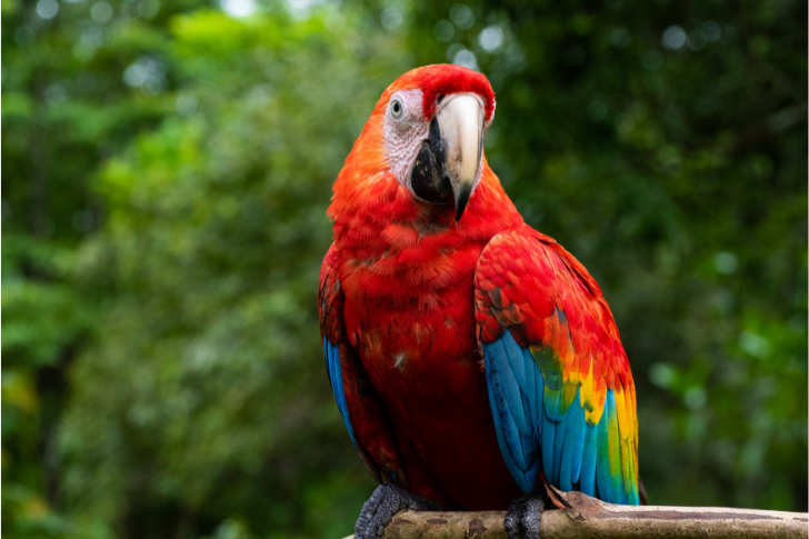 Desmatamento da Amazônia